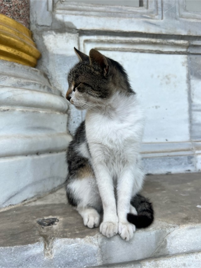 Уличные кошки Стамбула — 2