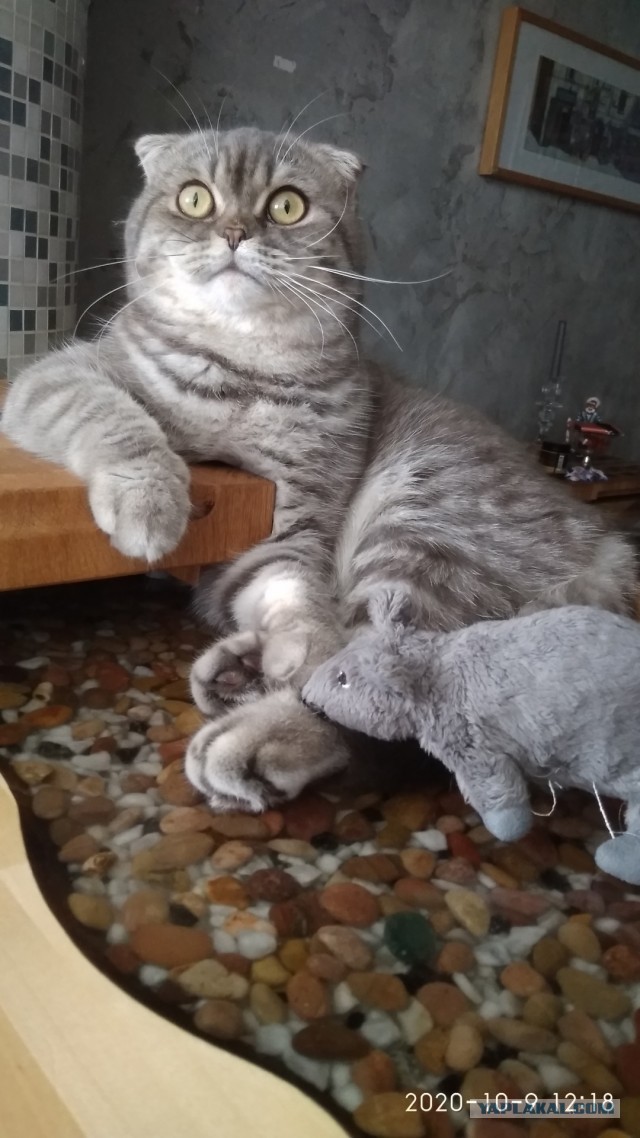 К котовторнику: знакомтесь: Сёма
