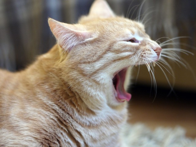 Котейка, который не знает как лежат котейки