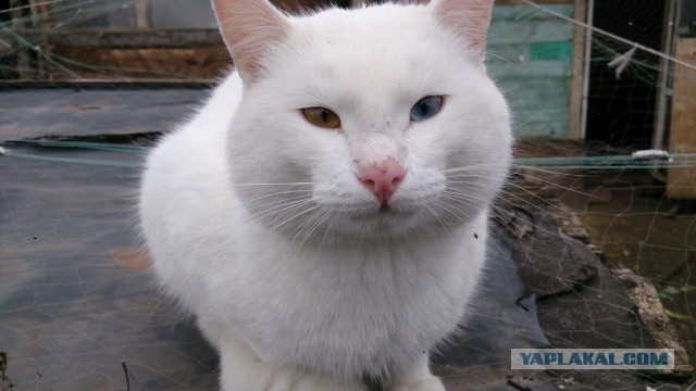 Котовторник 8.10.2013