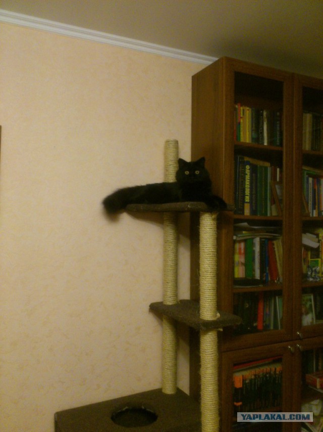 Котовторник 9.12.2014