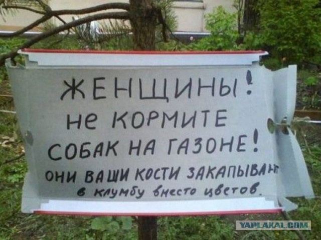 Веселые картинки