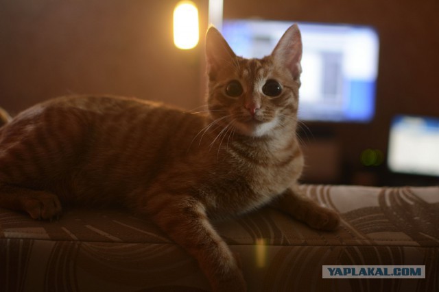Котовторник