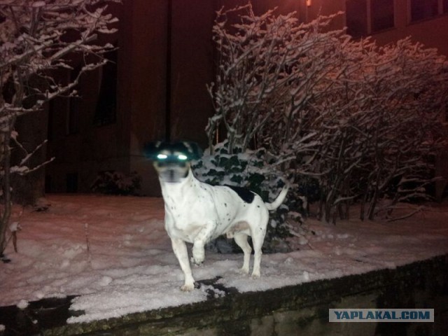 33 фотоиллюзии, которые случились с
