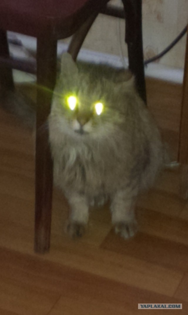 Котовторник.
