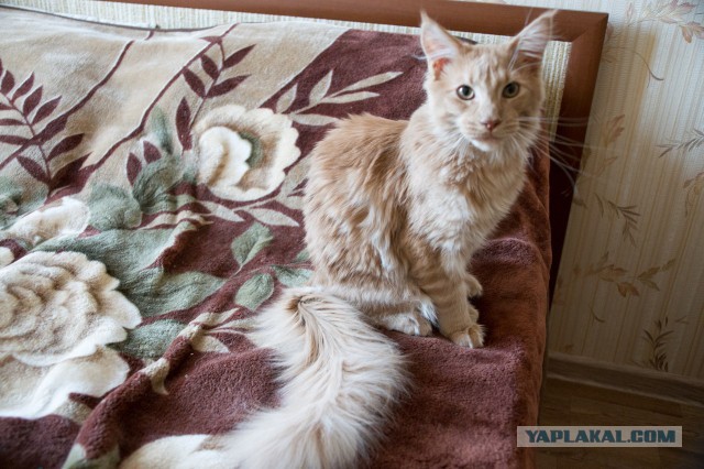 Котовторник 07 04 2015