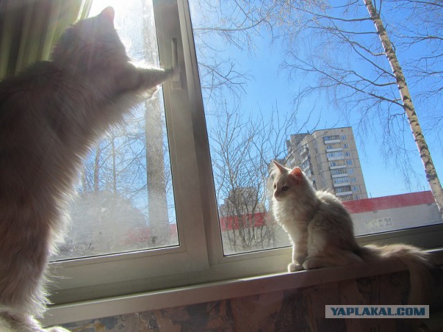 Котовторник