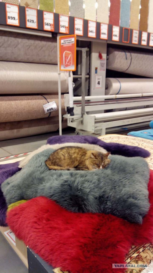 Кот Вася