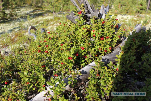 Поездка на Кольский полуостров.