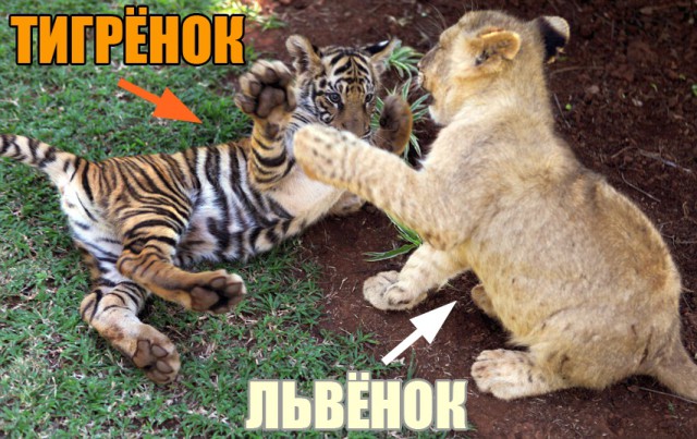 Собакен воспитывает львиц