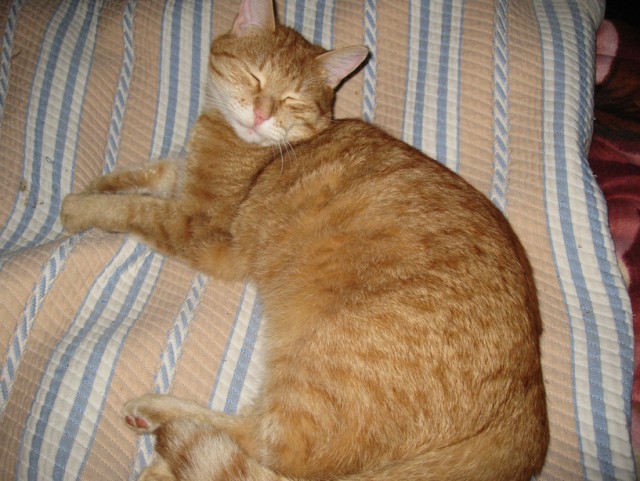 Пост невероятной кошачьей красоты. 25 фот.