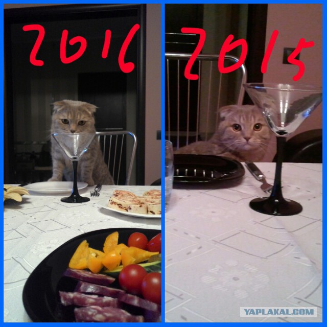 Котовторник