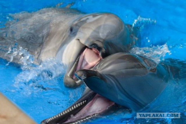 Банальные рассуждения о количестве секса в семье