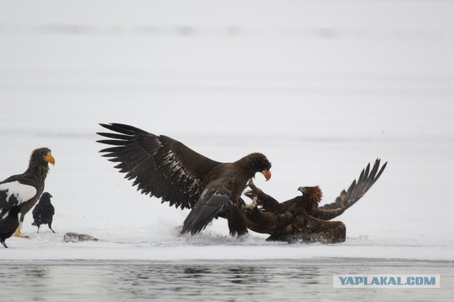 Медведи Камчатки