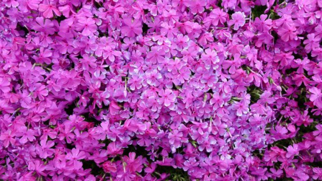 Муж потратил 2 года, сажая тысячи цветов, чтобы его слепая жена смогла вдохнуть их аромат