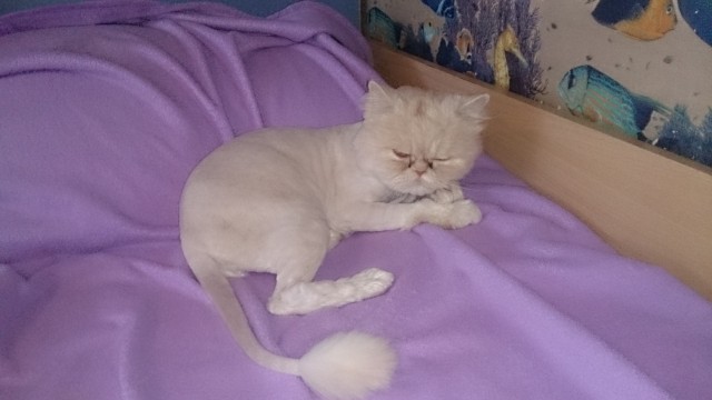 Котовторник 15.03