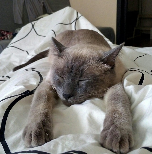 Интересные факты о сиамских кошках