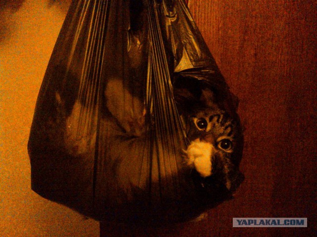 Котовторник 05.07.16