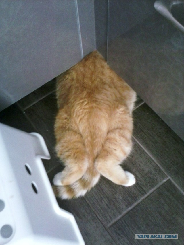 Котопрятки