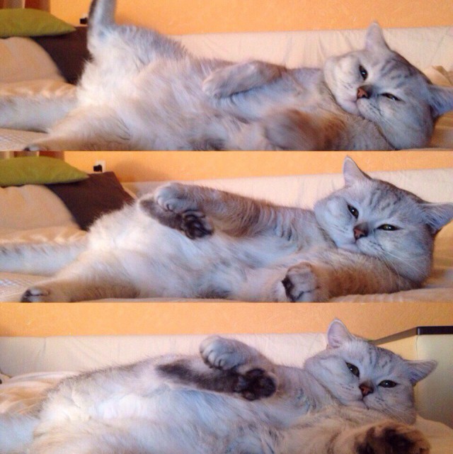 Коты из сети