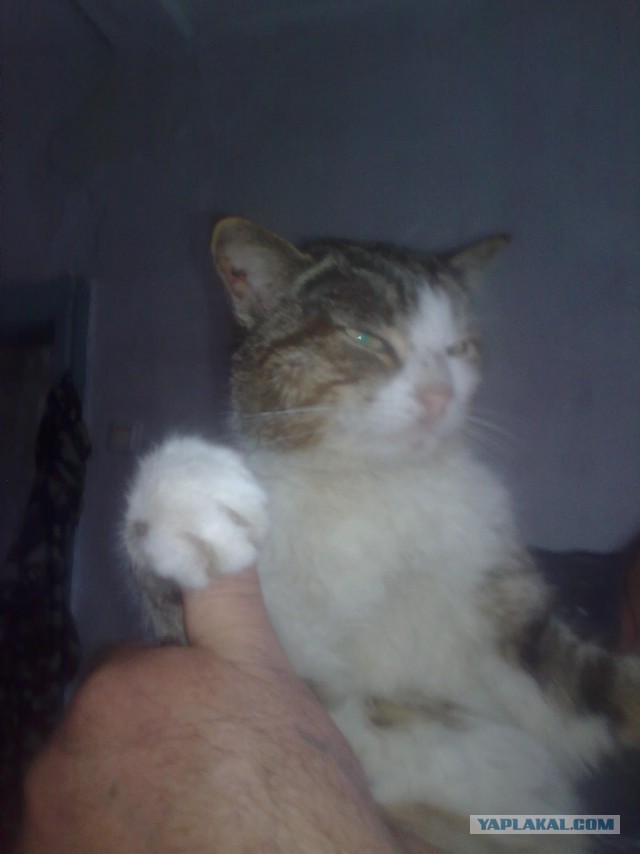 Котовторник 20.06.2017