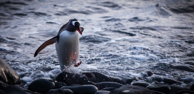 Вся грязная правда о пингвинах