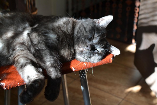 Котовторник 20.03.2018