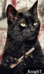 Котовторник объявляется открытым!