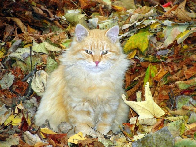Ну и где ваш котовторник?
