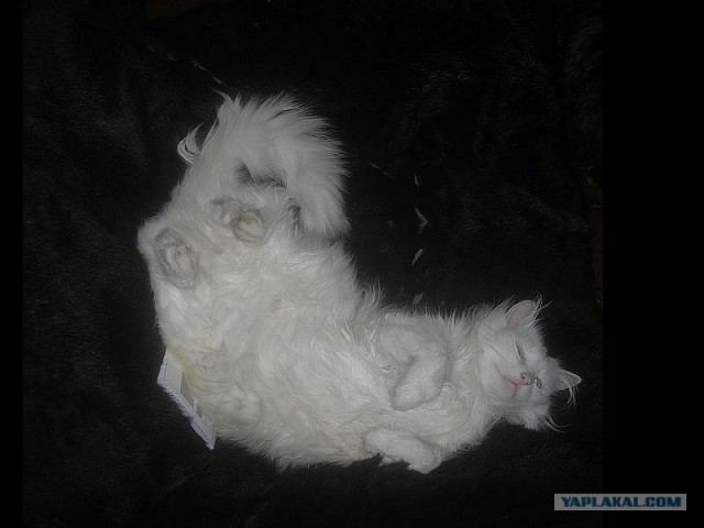 Котовторник! 13.03.2012