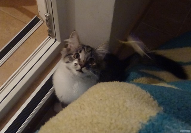 Котовторник 20.03.2012