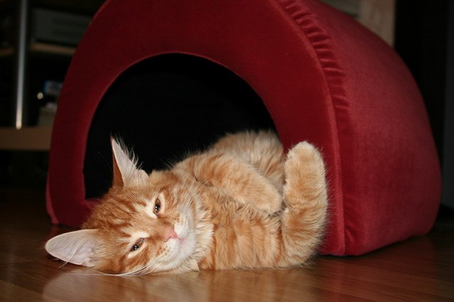 Котовторник на 26.06.12