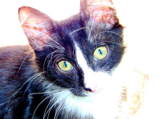 Котовторник 11.09.2012