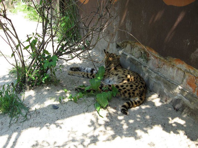Дикий котовторник