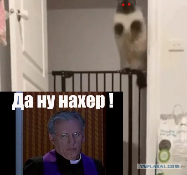 Какая интересная техника прыжка у котейки