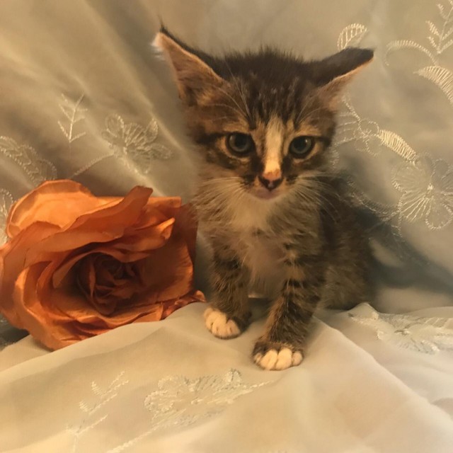 Забавные фото котеек