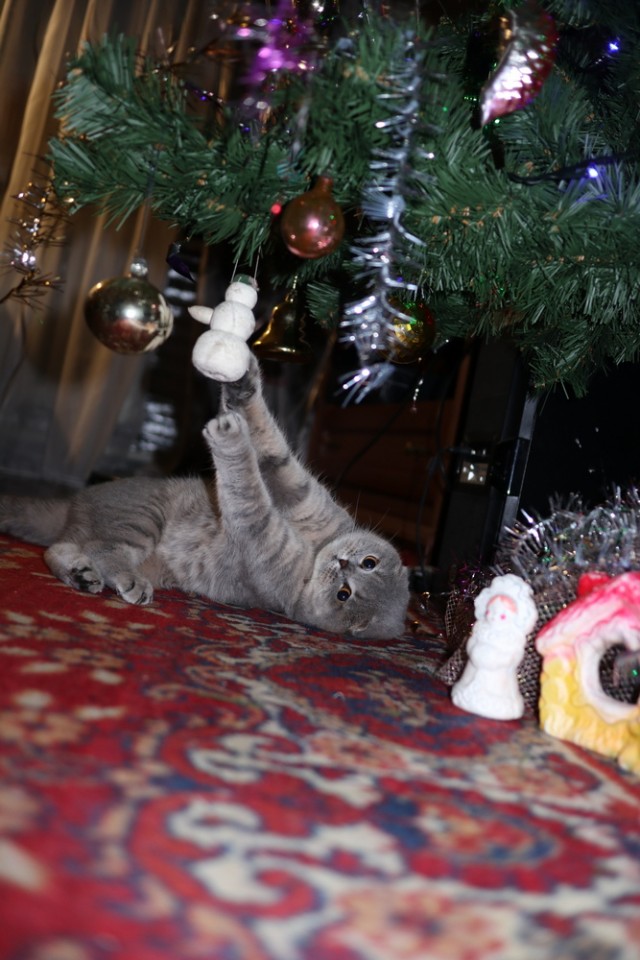 Котовторник *новогодний* 31/12/2019