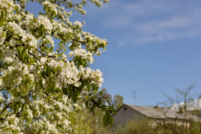 Кулинария: Камчатская семга на кедровой дощечке.