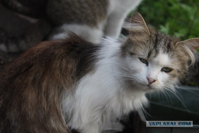 Жизнь домашнего приюта "Котоленд" 235