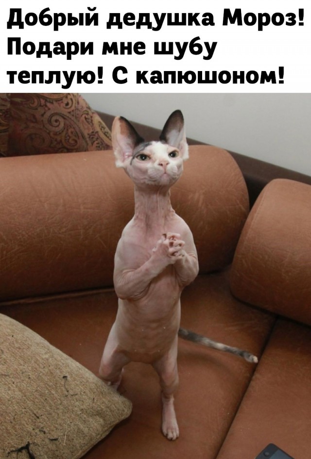 Картинок пост на сон грядущий