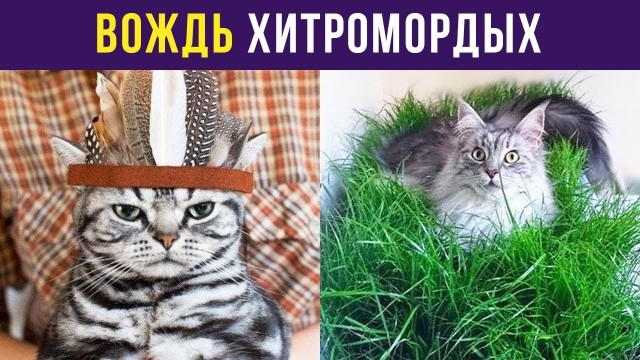 Насохранял
