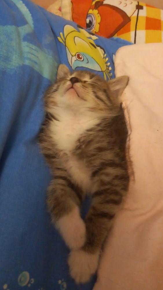 Котовторник