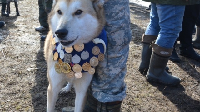 В чем разница между орденом и медалью?