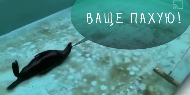 Если ты достаточно счастливый, то тебе не важно, полный бассейн или пустой