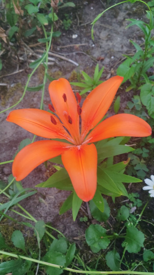 Для любителей сада-огорода