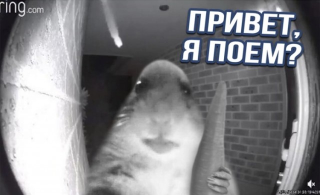 Сурок Чанка, который будто бы специально обедает перед камерой.