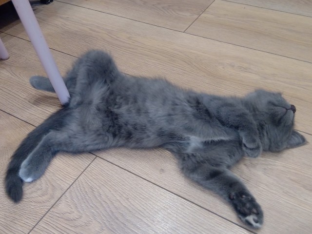 К котовторнику