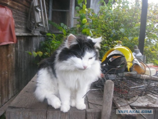 Жизнь домашнего приюта для котеек 417