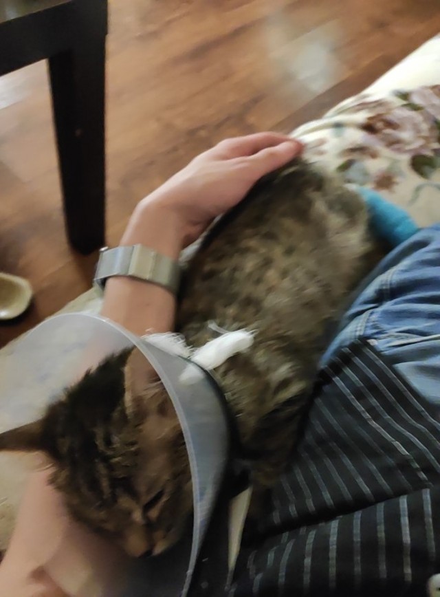 Про котейку