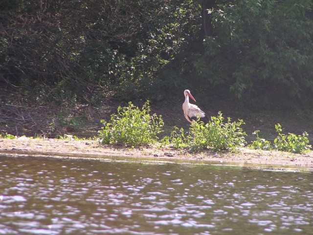 Сплав. Южный Буг.
